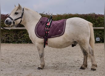 Mini Kuc Szetlandzki, Wałach, 13 lat, 95 cm, Siwa
