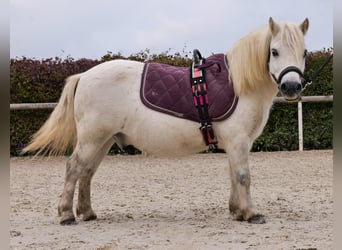 Mini Kuc Szetlandzki, Wałach, 13 lat, 95 cm, Siwa
