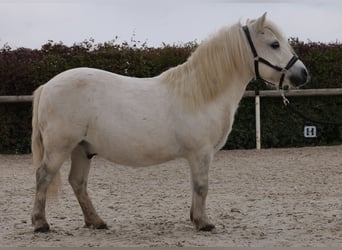 Mini Kuc Szetlandzki, Wałach, 13 lat, 95 cm, Siwa