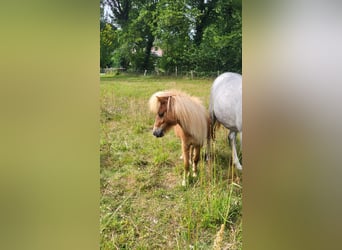Mini Kuc Szetlandzki, Wałach, 2 lat, 80 cm, Kasztanowata