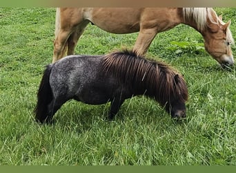 Mini Kuc Szetlandzki, Wałach, 3 lat, 81 cm, Gniadodereszowata