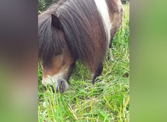 Mini Kuc Szetlandzki, Wałach, 8 lat, 90 cm, Srokata