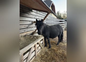 Mini Kuc Szetlandzki, Wałach, 6 lat, 110 cm, Kara