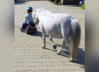 Mini Kuc Szetlandzki, Wałach, 8 lat, 80 cm, Siwa