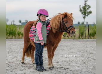 Mini Kuc Szetlandzki, Wałach, 8 lat, 95 cm