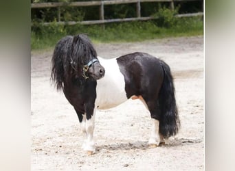 Mini poney Shetland, Étalon, 11 Ans, 82 cm, Pinto