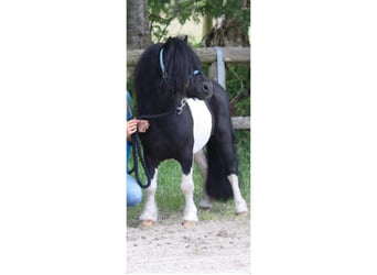 Mini poney Shetland, Étalon, 11 Ans, 82 cm, Pinto