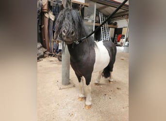 Mini poney Shetland, Étalon, 11 Ans, 82 cm, Pinto