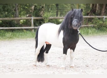 Mini poney Shetland, Étalon, 11 Ans, 82 cm, Pinto