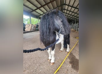 Mini poney Shetland, Étalon, 11 Ans, 82 cm, Pinto