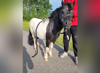 Mini poney Shetland, Étalon, 11 Ans, 82 cm, Pinto