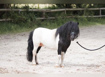 Mini poney Shetland, Étalon, 11 Ans, 82 cm, Pinto