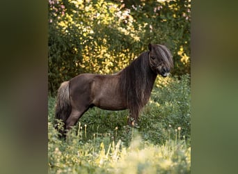 Mini poney Shetland, Étalon, 12 Ans, 77 cm, Alezan brûlé