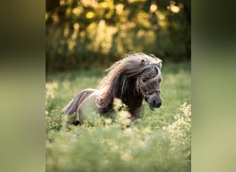 Mini poney Shetland, Étalon, 12 Ans, 77 cm, Alezan brûlé