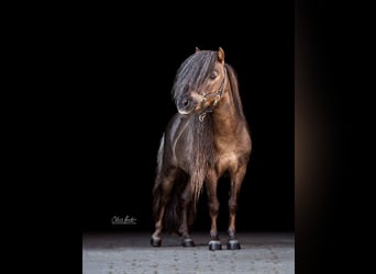 Mini poney Shetland, Étalon, 12 Ans, 77 cm, Alezan brûlé