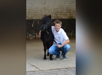 Mini poney Shetland, Étalon, 12 Ans, 86 cm