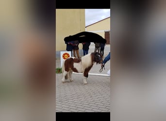 Mini poney Shetland, Étalon, 13 Ans, 82 cm, Pinto