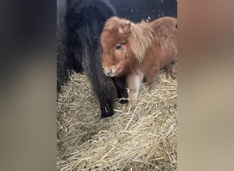 Mini poney Shetland, Étalon, 1 Année, 65 cm, Alezan