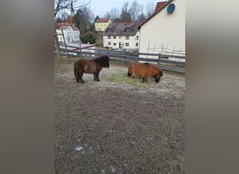 Mini poney Shetland, Étalon, 1 Année, 68 cm, Gris (bai-dun)