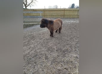 Mini poney Shetland, Étalon, 1 Année, 68 cm, Gris (bai-dun)