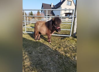 Mini poney Shetland, Étalon, 1 Année, 68 cm, Gris (bai-dun)