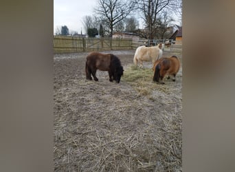 Mini poney Shetland, Étalon, 1 Année, 68 cm, Gris (bai-dun)