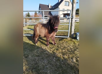 Mini poney Shetland, Étalon, 1 Année, 68 cm, Gris (bai-dun)