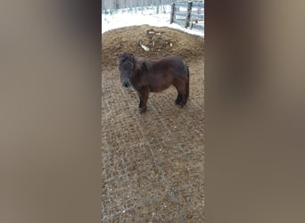 Mini poney Shetland, Étalon, 1 Année, 70 cm, Bai brun