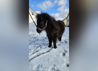 Mini poney Shetland, Étalon, 1 Année, 70 cm, Noir