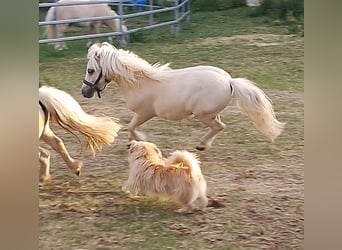 Mini poney Shetland, Étalon, 1 Année, 70 cm, Palomino