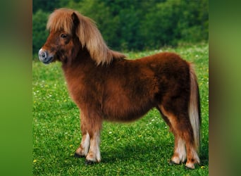 Mini poney Shetland, Étalon, 1 Année, 73 cm, Alezan