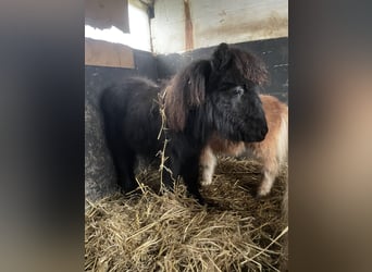 Mini poney Shetland, Étalon, 1 Année, 75 cm, Noir