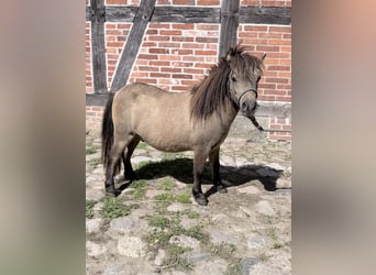 Mini poney Shetland, Étalon, 1 Année, 80 cm, Isabelle