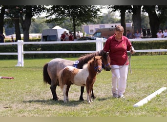 Mini poney Shetland, Étalon, 1 Année, 82 cm, Pinto