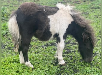 Mini poney Shetland, Étalon, 1 Année, 85 cm, Noir