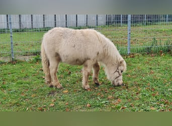 Mini poney Shetland, Étalon, 1 Année, 85 cm, Palomino