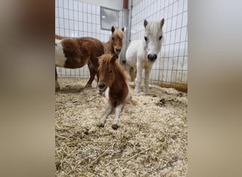 Mini poney Shetland Croisé, Étalon, 1 Année, 85 cm, Pinto