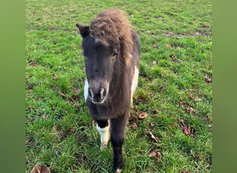Mini poney Shetland, Étalon, 1 Année, 95 cm, Pinto