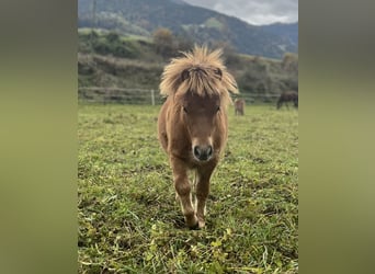 Mini poney Shetland, Étalon, 1 Année, Alezan