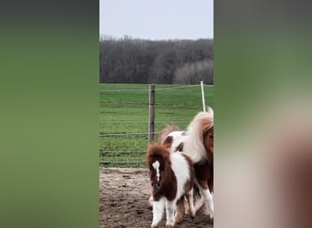 Mini poney Shetland, Étalon, 1 Année, Pinto