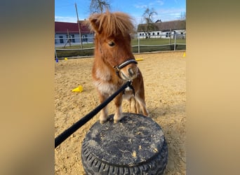 Mini poney Shetland, Étalon, 2 Ans, 78 cm, Alezan