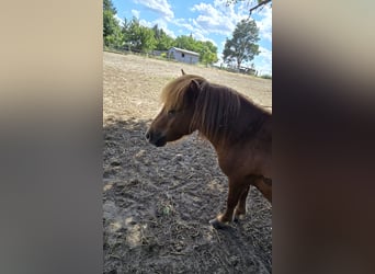 Mini poney Shetland, Étalon, 2 Ans, 80 cm, Alezan