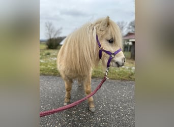 Mini poney Shetland, Étalon, 2 Ans, 80 cm, Palomino