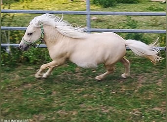 Mini poney Shetland, Étalon, 2 Ans, 80 cm, Palomino