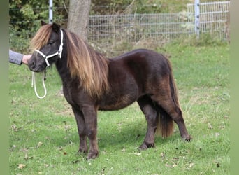 Mini poney Shetland, Étalon, 2 Ans, 85 cm, Noir