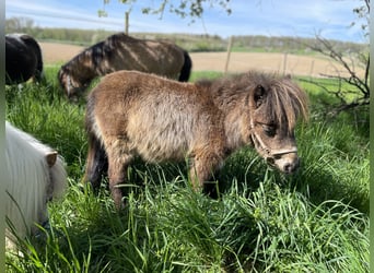 Mini poney Shetland, Étalon, 2 Ans, 87 cm, Buckskin