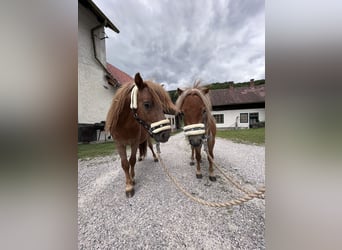 Mini poney Shetland, Étalon, 2 Ans, Alezan