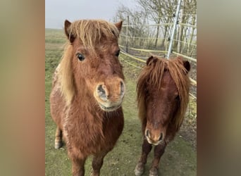 Mini poney Shetland, Étalon, 3 Ans, 75 cm, Alezan brûlé