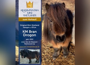 Mini poney Shetland, Étalon, 3 Ans, 79 cm, Bai