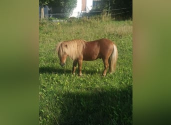 Mini poney Shetland, Étalon, 3 Ans, 80 cm, Alezan